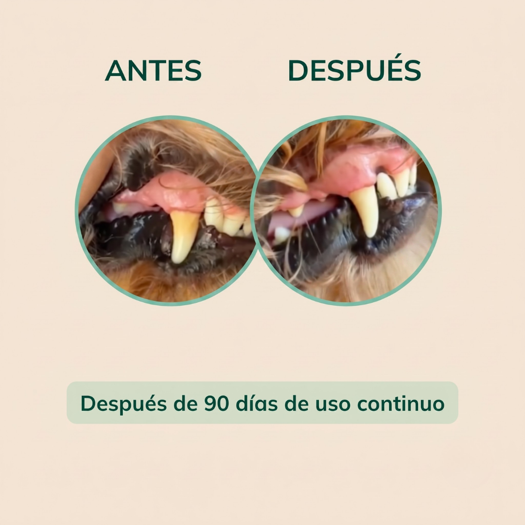 LAGA Oral Pro